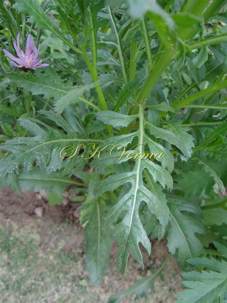  Leaf